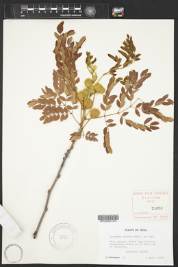 Leucaena retusa image