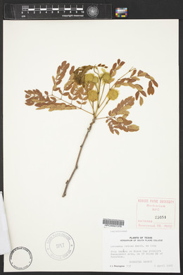 Leucaena retusa image