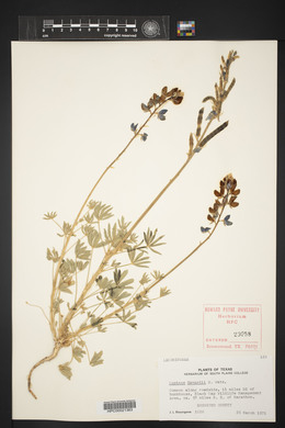 Lupinus havardii image