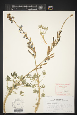 Lupinus havardii image