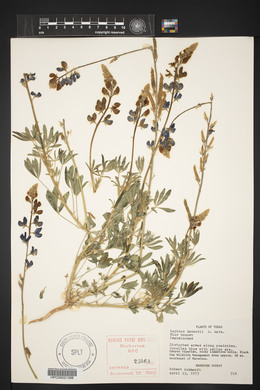 Lupinus havardii image