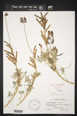 Lupinus havardii image