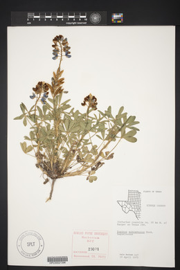 Lupinus subcarnosus image