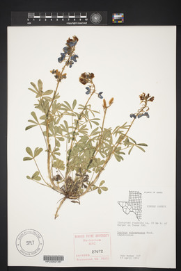 Lupinus subcarnosus image