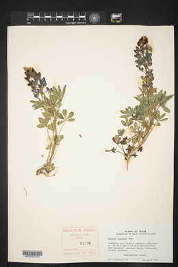 Lupinus texensis image