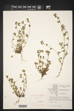 Medicago minima image