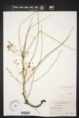 Parkinsonia aculeata image