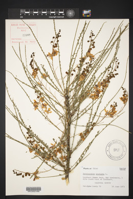 Parkinsonia aculeata image