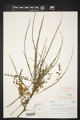 Parkinsonia aculeata image