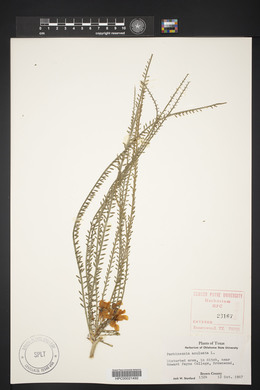 Parkinsonia aculeata image