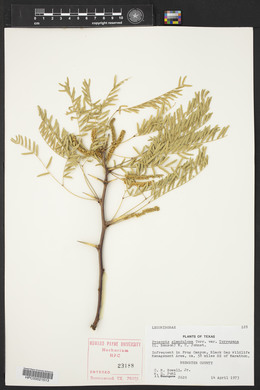 Prosopis glandulosa image