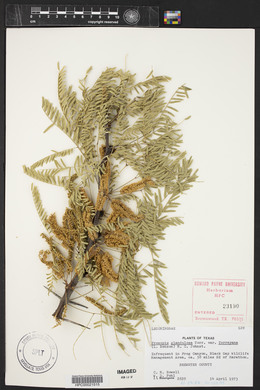 Prosopis glandulosa image