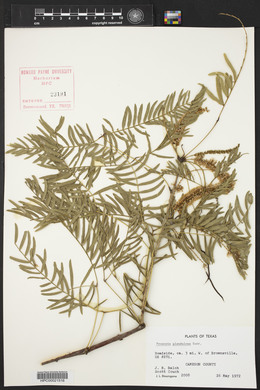 Prosopis glandulosa image