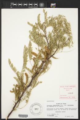 Prosopis glandulosa image