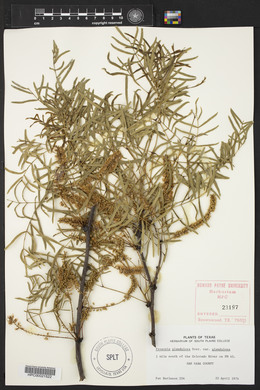 Prosopis glandulosa image