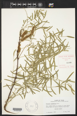 Prosopis glandulosa image