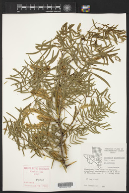 Prosopis glandulosa image