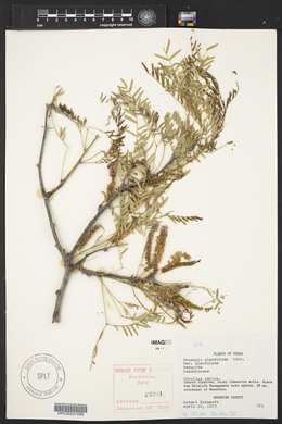 Prosopis glandulosa image