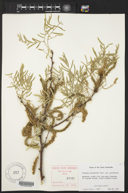 Prosopis glandulosa image