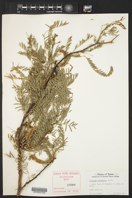 Prosopis pubescens image