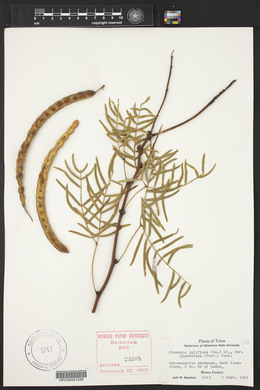 Prosopis juliflora image