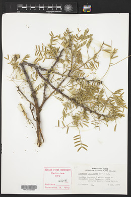 Prosopis juliflora image