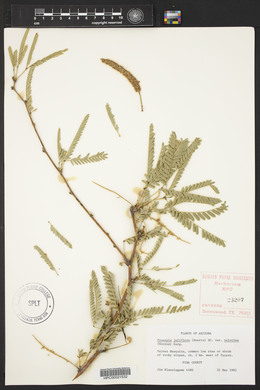 Prosopis juliflora image