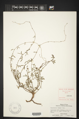 Rhynchosia senna var. texana image