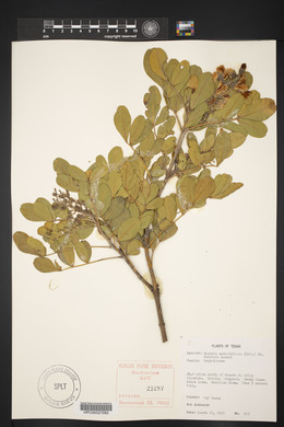 Dermatophyllum secundiflorum image