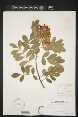 Dermatophyllum secundiflorum image