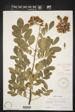 Dermatophyllum secundiflorum image