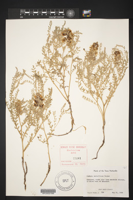 Sophora nuttalliana image