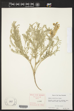 Sophora nuttalliana image