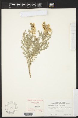 Sophora nuttalliana image