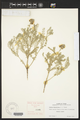 Sophora nuttalliana image