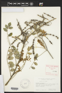 Sophora tomentosa image