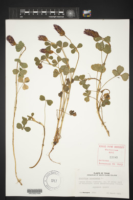 Trifolium incarnatum image