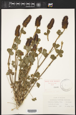 Trifolium incarnatum image