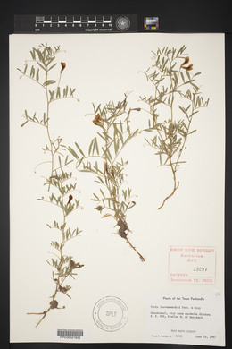 Vicia leavenworthii image