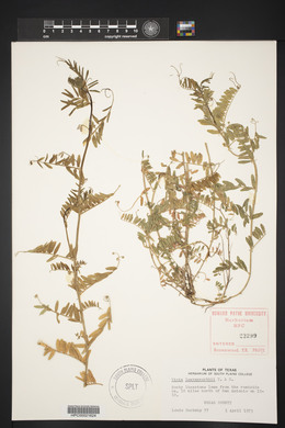 Vicia leavenworthii image