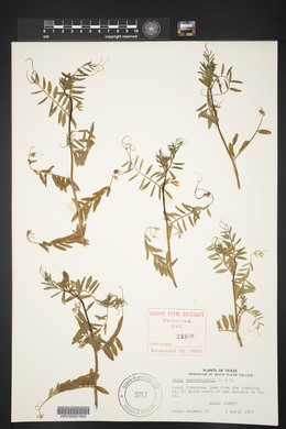 Vicia leavenworthii image