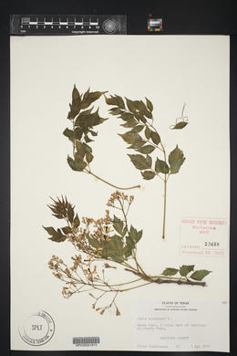 Melia azedarach image