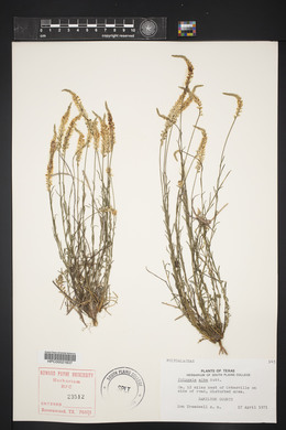 Polygala alba image