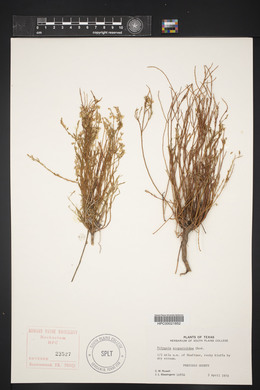 Polygala scoparioides image