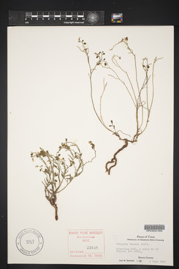 Polygala lindheimeri var. parvifolia image