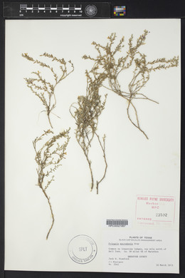 Hebecarpa macradenia image