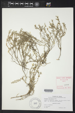 Hebecarpa macradenia image