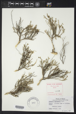 Hebecarpa macradenia image