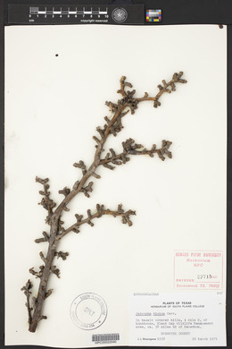 Jatropha dioica image