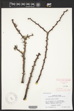 Jatropha dioica image